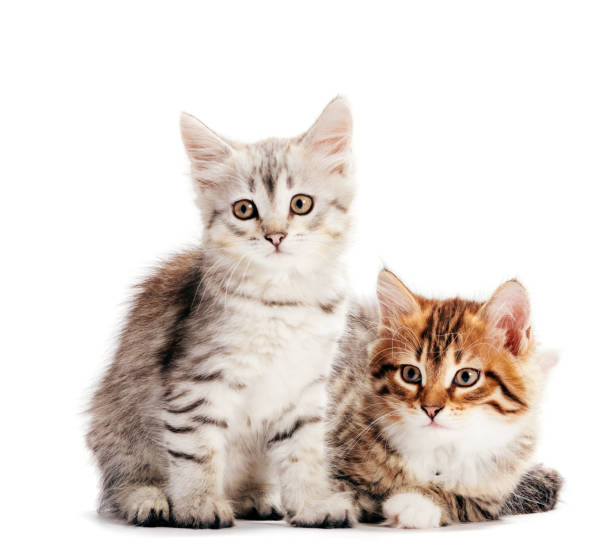 istock Siberian cats, two kittens from same litter isolated on white 1185304036