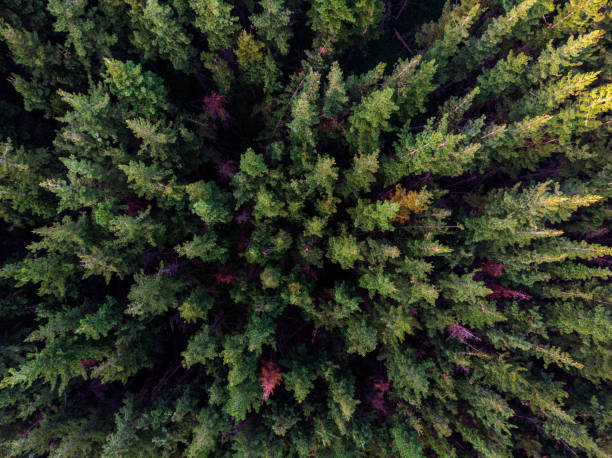 istock Pine forest in the Andes of Chile 1185304201