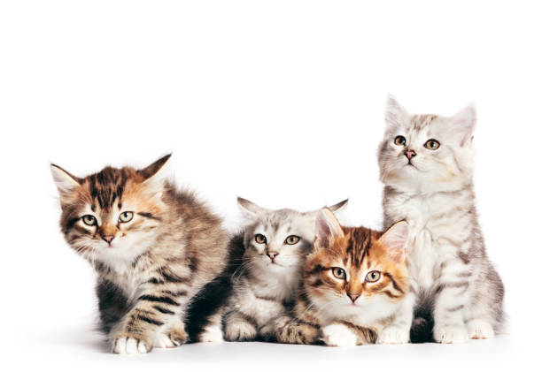 istock Siberian cats, cute kittens from same litter isolated on white 1185304435