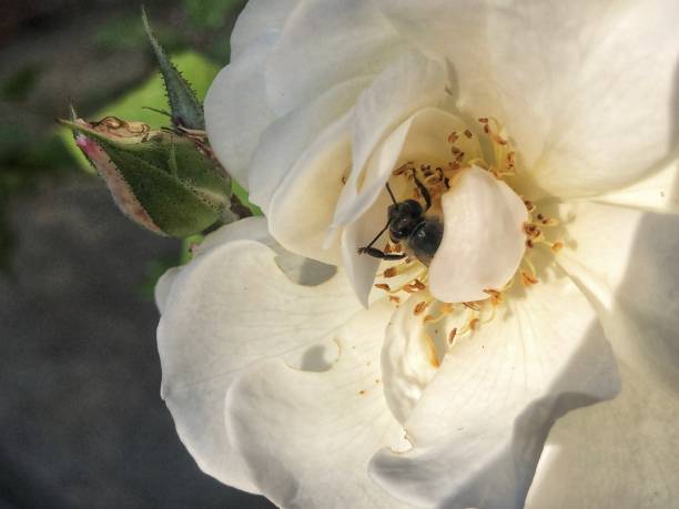 istock Honey bee covered by a rose petal 1185304742