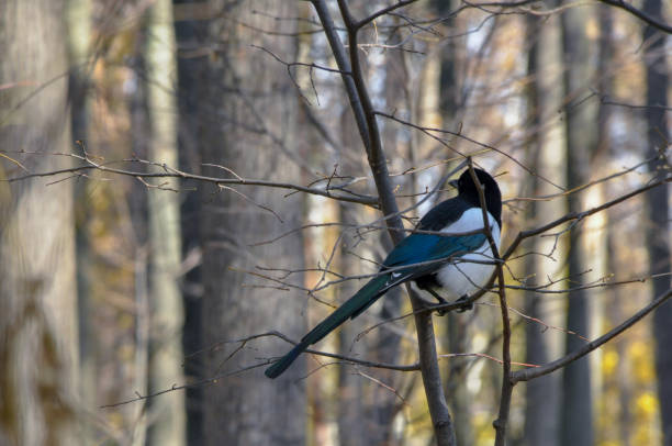 istock A magpie on a tree branch in autumn park. 1185305468