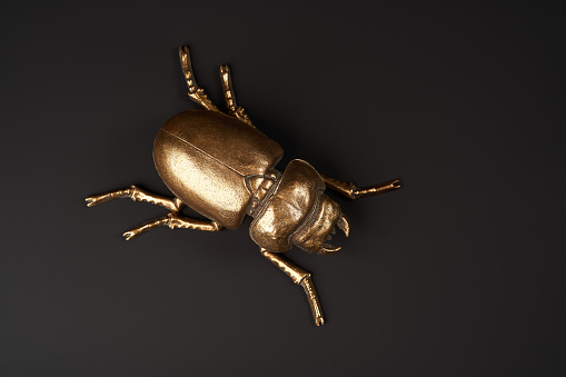 Golden scarab beetle on black background with copy space. Egyptian Scarab,  close-up