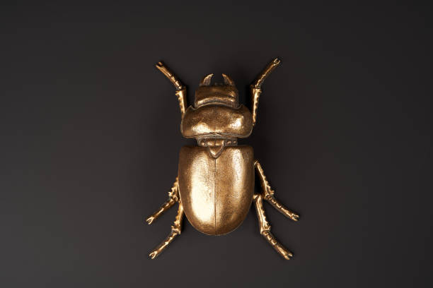 Golden scarab beetle on black background with copy space