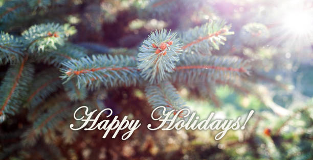 istock evergreen fir branches banner for Christmas holidays 1185307167