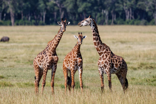 istock Giraffes in the Masai Mara 1185308438
