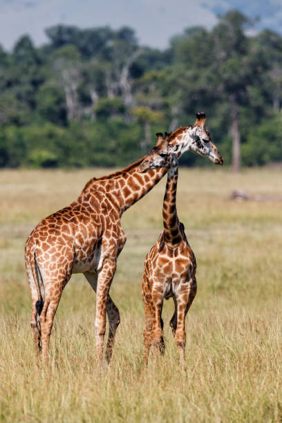 istock Giraffes in the Masai Mara 1185308517