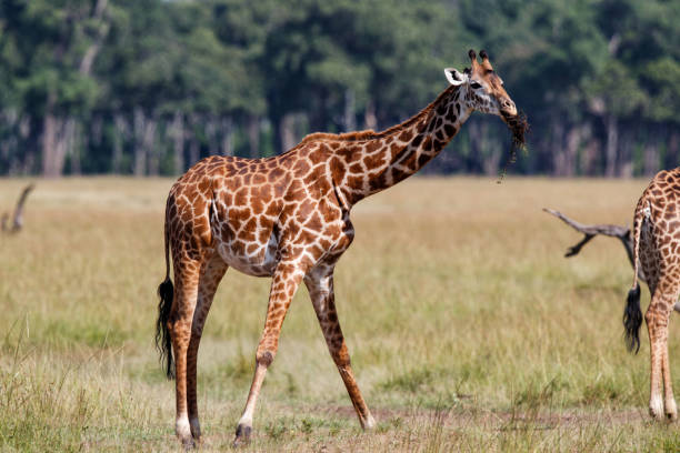 istock Giraffes in the Masai Mara 1185308535