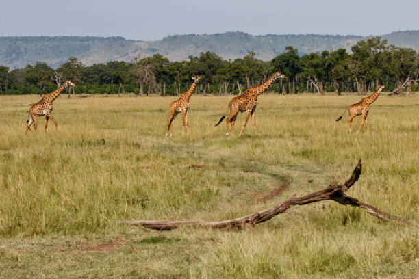 istock Giraffes in the Masai Mara 1185308584