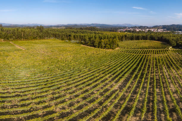 istock Vineyard at Moncao in Portugal 1185309152