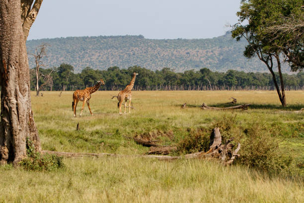 istock Giraffes in the Masai Mara 1185309226