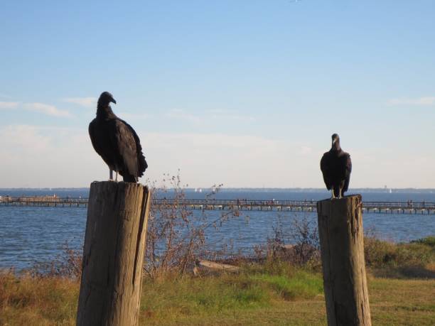 North American Black Vulture on marine wood post looking to the camera at the Galveston Bay