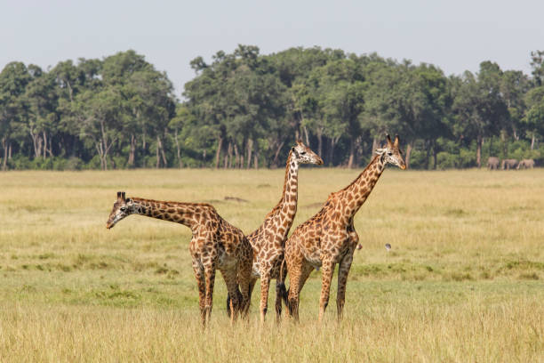 istock Giraffes in the Masai Mara 1185309835