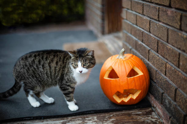 istock A cat and a pumpkin on a porch 1185309910