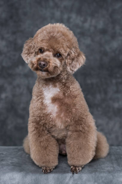 istock Toy poodle apricot portrait in studio 1185310068