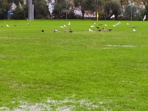 istock Rain in the field' s soccer 1185311162