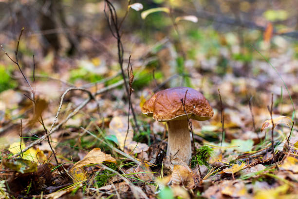 istock mushroom in the forest 1185312135