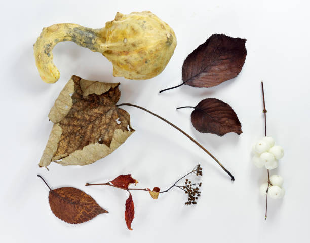 istock withered leaves and branches next to an old pumpkin 1185312230