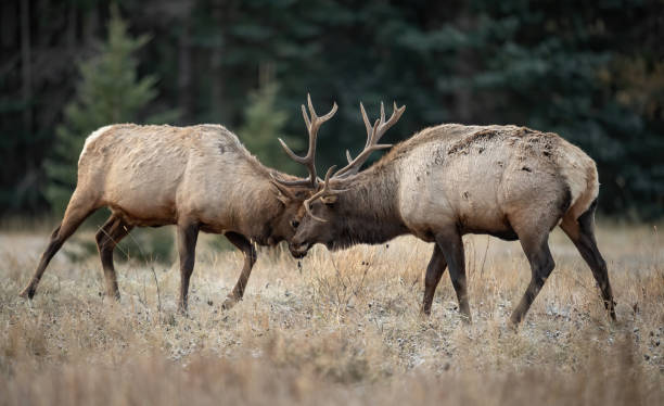 istock Elk during the Rut 1185313223