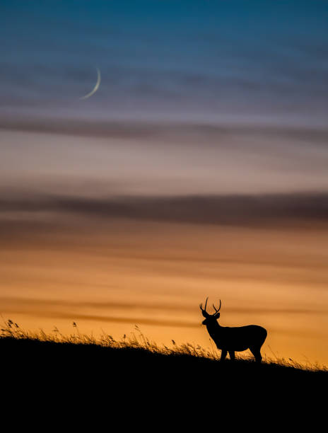 mule deer w kanadzie - mule deer zdjęcia i obrazy z banku zdjęć