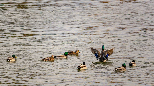 istock A Mallard Duck Flaps its Wings in the Water 1185313383