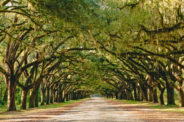 istock A stunning, long path lined with ancient live oak trees draped in spanish moss near Savannah, Georgia 1185313412
