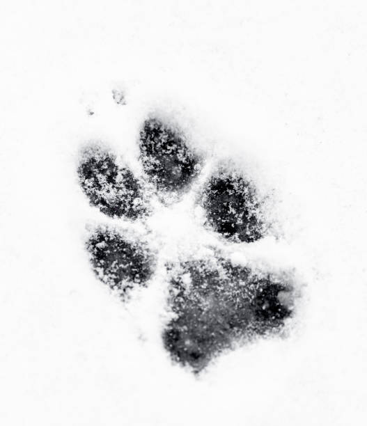 istock Coyote Paw Print 1185313503