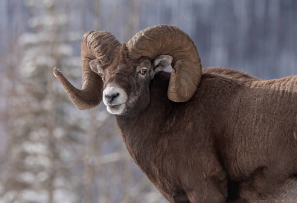 owce bighorn w kanadzie - mule deer zdjęcia i obrazy z banku zdjęć