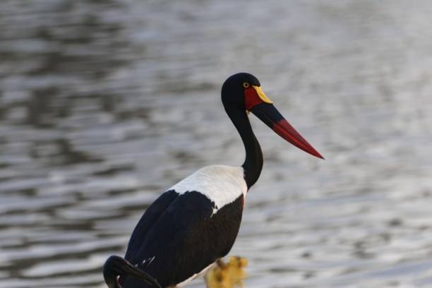 istock Portrait of a saddle-billed stork, Ephippiorhynchus senegalensis 1185314255
