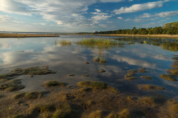 夏の晴れた日にサンクトペテルブルクのリゾートエリアでフィンランド湾の海岸、ロシア - gulf of finland landscapes nature pollution ストックフォトと画像