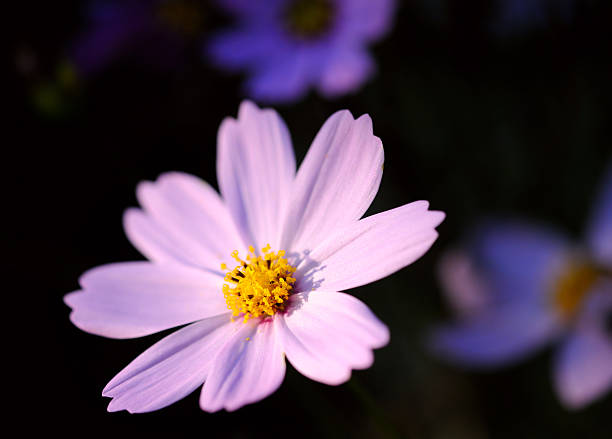 Beautiful Cosmos flowers on dark background stock photo