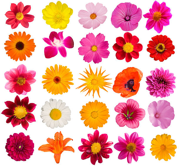 istock Flowers  decorative  collection 118531558