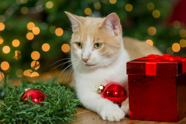 istock Playing with Christmas Ornaments 1185316682