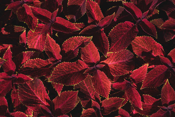 Coleus forskohlii leaves. Beautiful dark red coleus forskohlii leaves in the garden from above. coleus photos stock pictures, royalty-free photos & images
