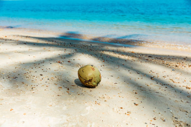 Beautiful exotic scene: caucasian white hand holding a huge, tasty, green, freshly picked coconut. In the back tropical empty beach with blue turquoise ocean, fine white sand and palm leaves