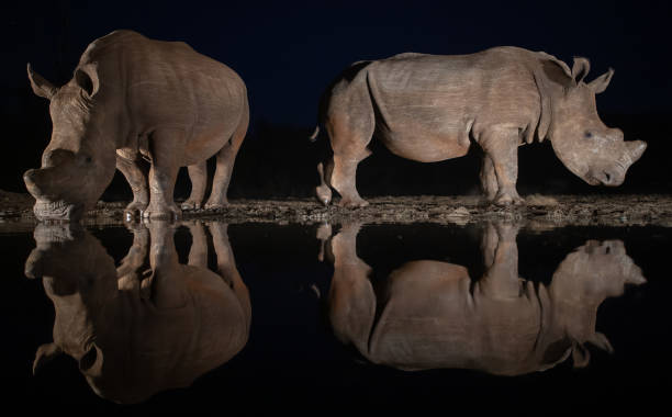 istock White rhinos drinking from a waterhole at night 1185317893