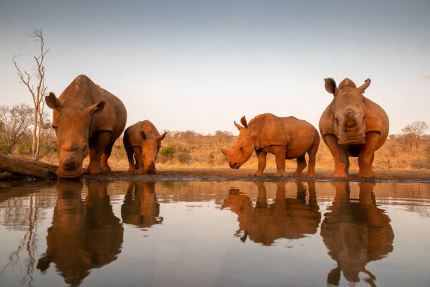 istock Four white rhinos at a water hole for a drink 1185317898