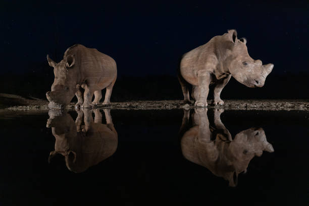 istock White rhinos drinking from a waterhole at night 1185317902