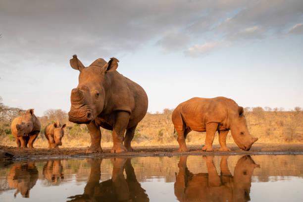 istock Four white rhinos approach a pond for a drink 1185317906