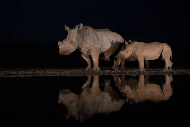 istock White rhinos visiting a water hole at night 1185317912
