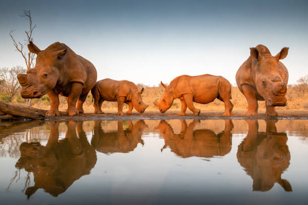 istock Two baby rhinos challenging each other at a pond 1185317915