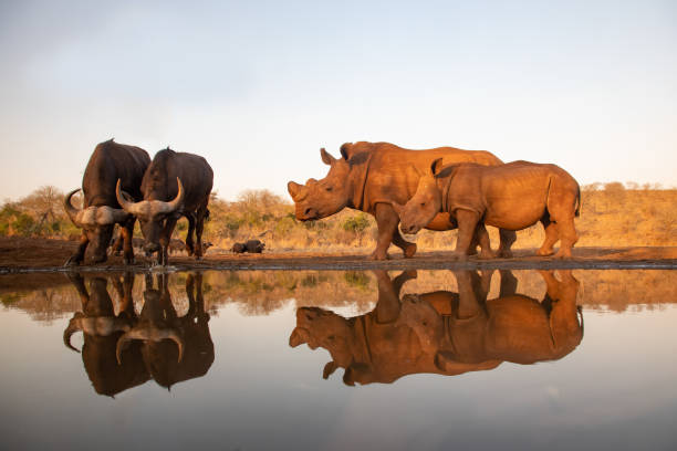 Mother and baby rhino approach two african buffalos