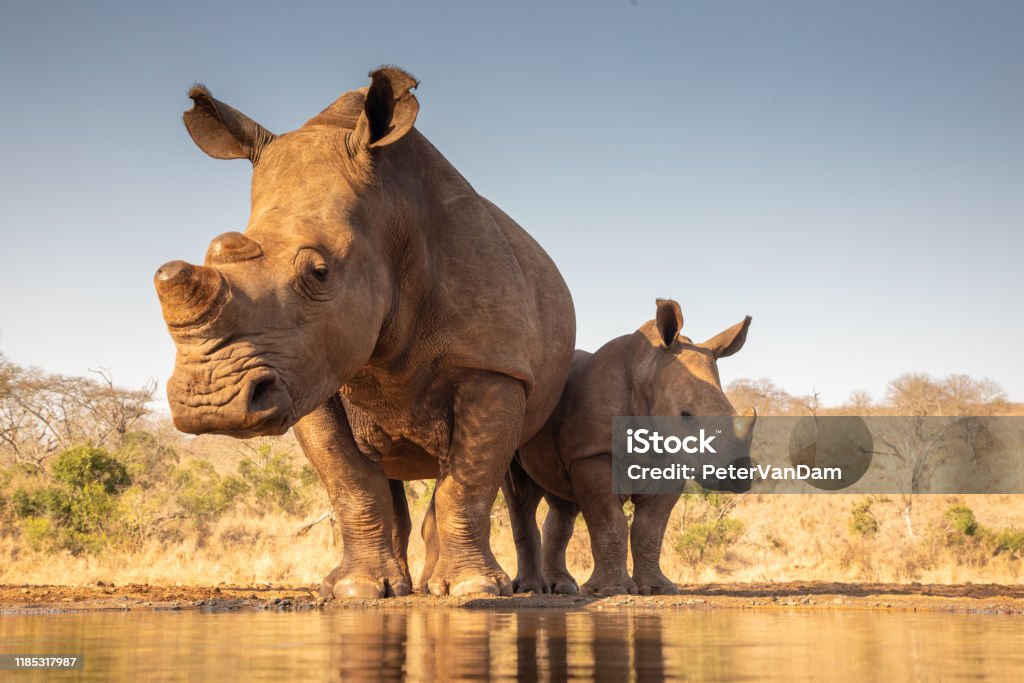 Mother and baby rhino getting ready to drink A mother and baby rhino approach a pond for drinking Rhinoceros Stock Photo