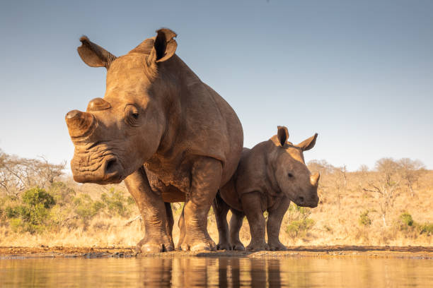 Mother and baby rhino getting ready to drink A mother and baby rhino approach a pond for drinking rhinoceros stock pictures, royalty-free photos & images