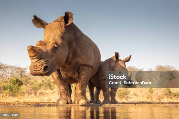 Mother And Baby Rhino Getting Ready To Drink Stock Photo - Download Image Now - Rhinoceros, South Africa, White Rhinoceros