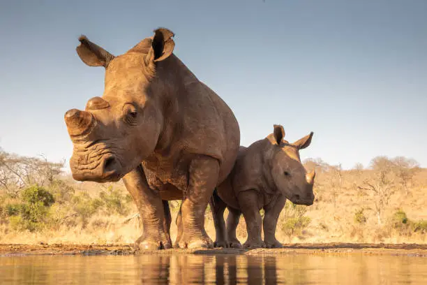 A mother and baby rhino approach a pond for drinking