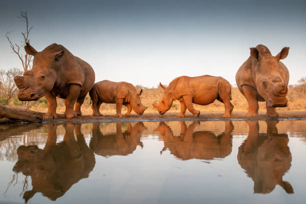 istock Two baby rhinos challenging each other at a pond 1185317988