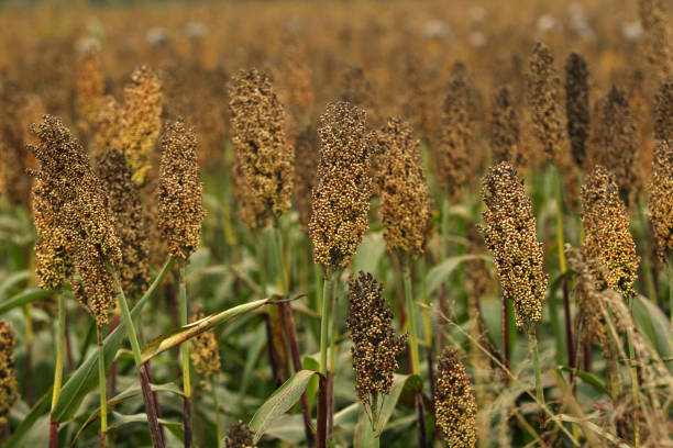 istock Mature millet field 1185318609