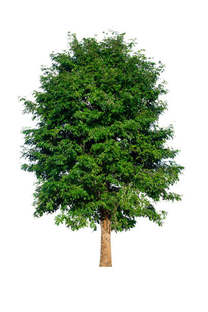 istock Isolated trees on white background , The collection of trees. 1185318818