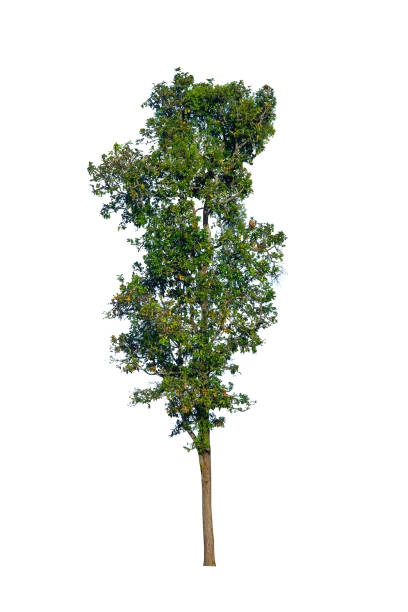 arboles aislados sobre fondo blanco, la colección de árboles. - arrepollado de las hojas fotografías e imágenes de stock