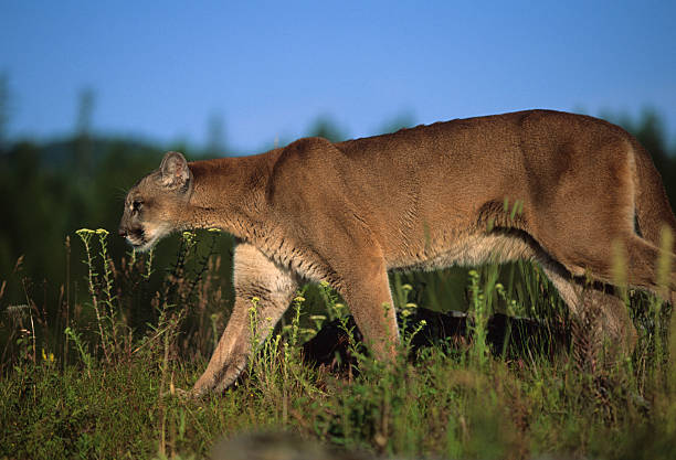 istock Mountain Lion Stalking Prey 118531895